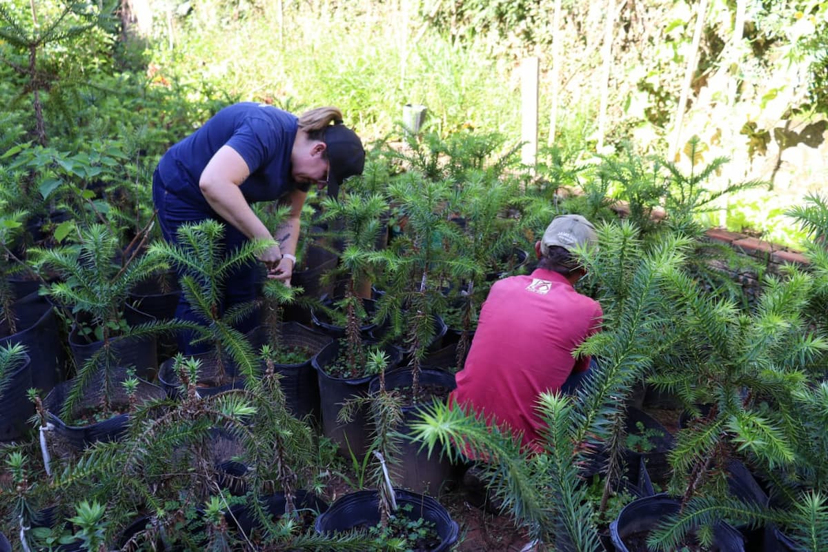 Produção de pinhão movimenta R$ 3,5 mi no Sul de Minas e auxilia na preservação ambiental