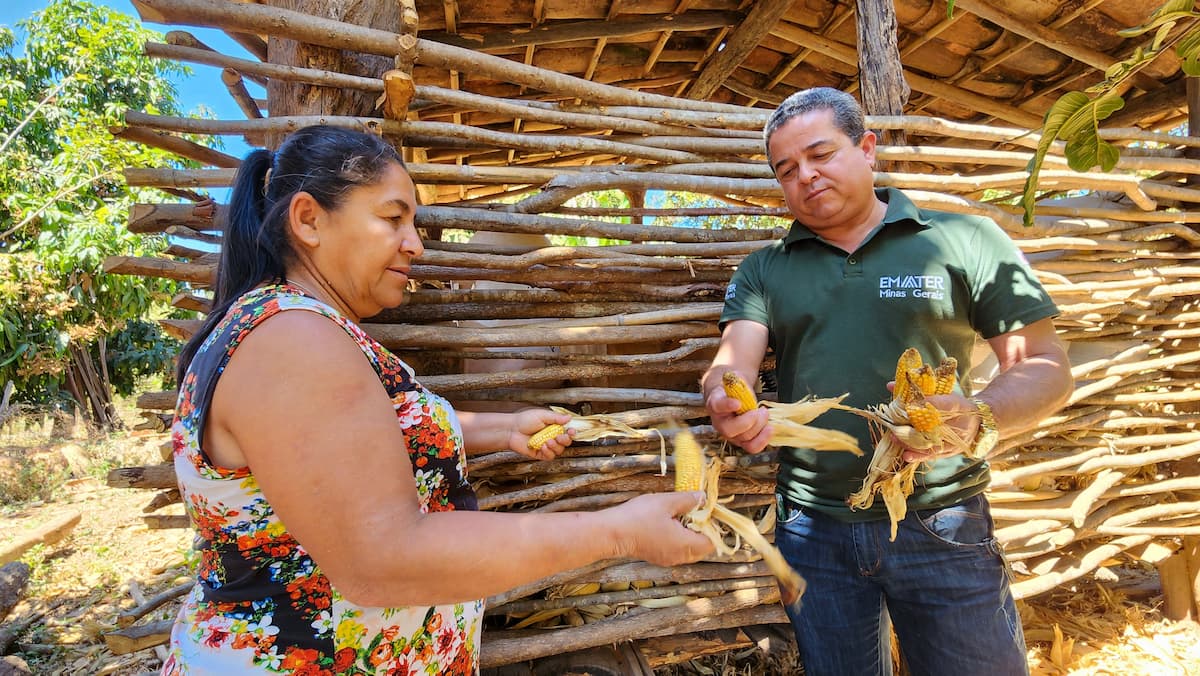Agricultores mineiros já podem se inscrever para o Garantia-Safra 2025/2026; veja como
