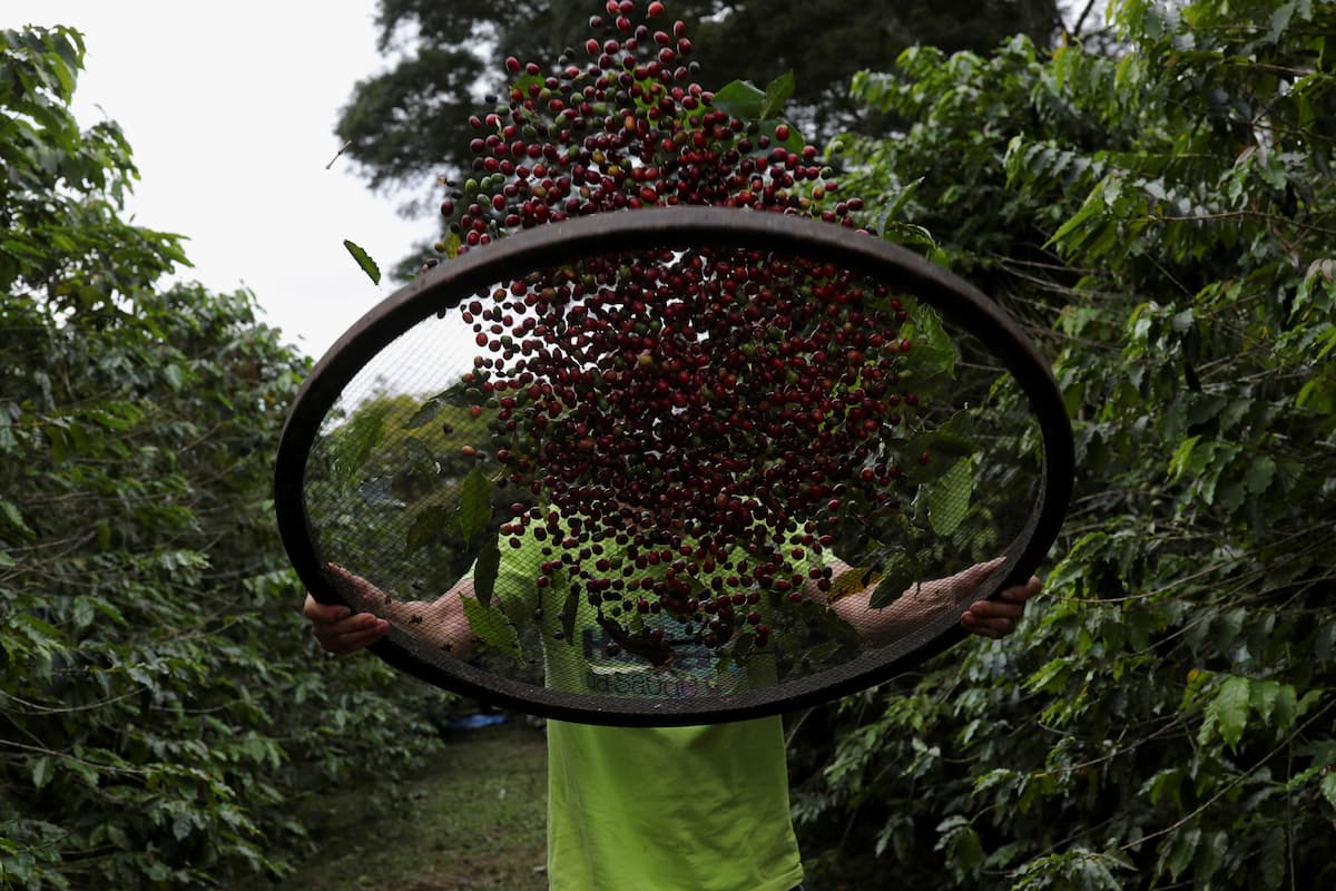 Conab reduz safra de café do Brasil, mas ainda vê aumento anual com recorde do canéfora