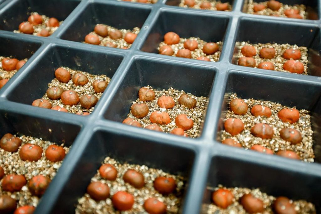 29.08.2025 – Visita às instalações e cerimônia de inauguração do Centro de Tecnologia e Inovação Agroindustrial e de lançamento do programa Valoriza – Acelen Renováveis
Semente de macaúba.