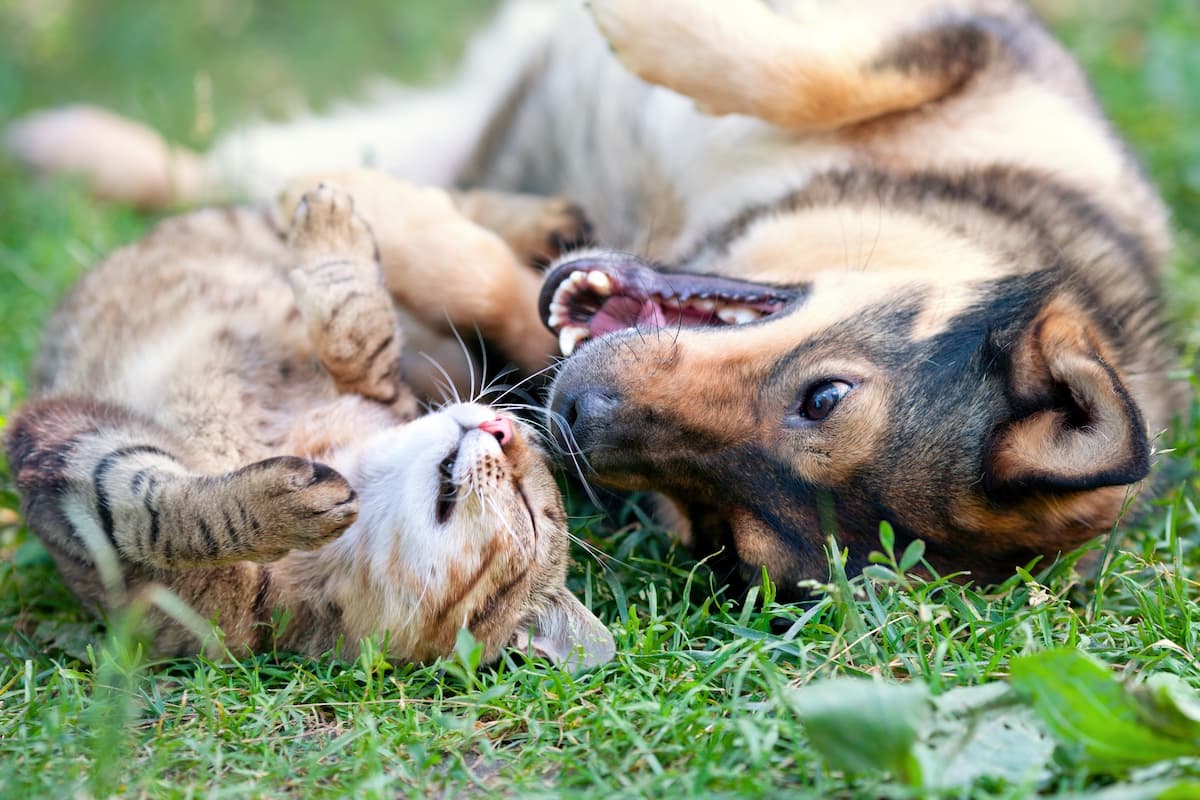 Com investimento de R$ 300 mil, PBH vai castrar 1 mil cães e gatos gratuitamente em seis meses
