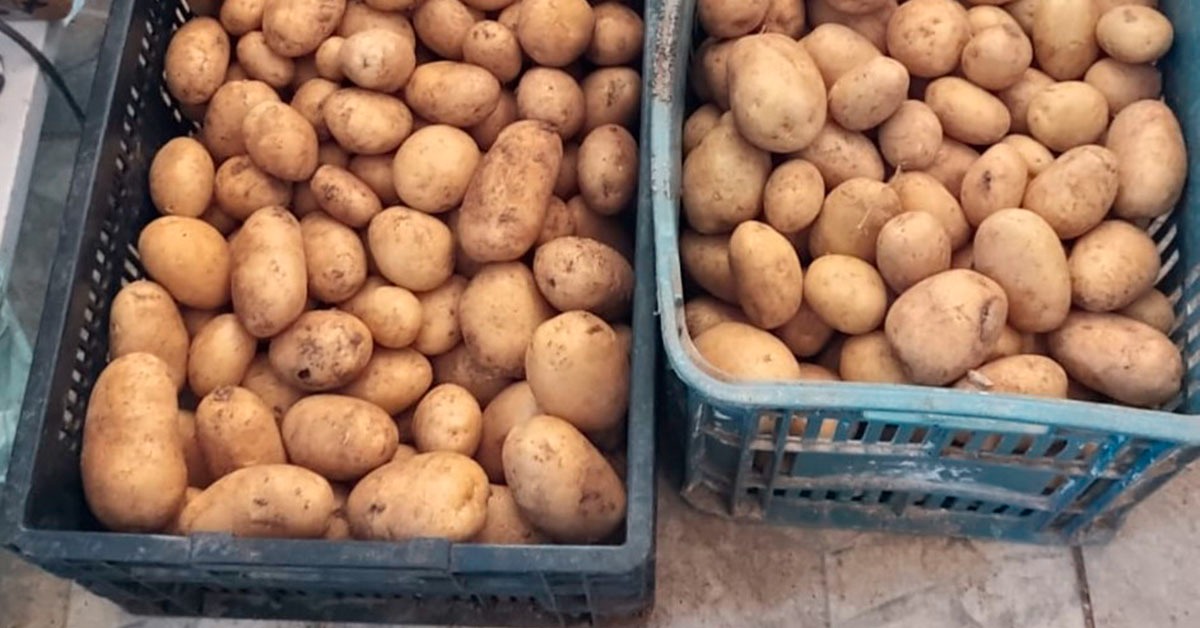 Batata-inglesa tem primeira colheita na região Central de Minas