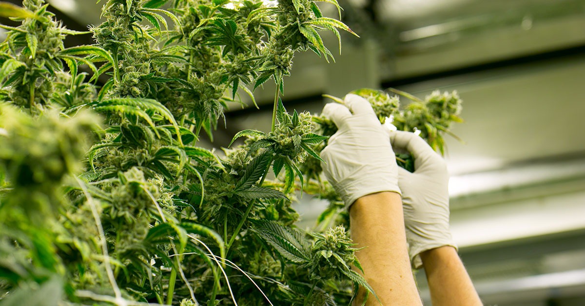 Acordo pretende impulsionar setor de cannabis no Brasil