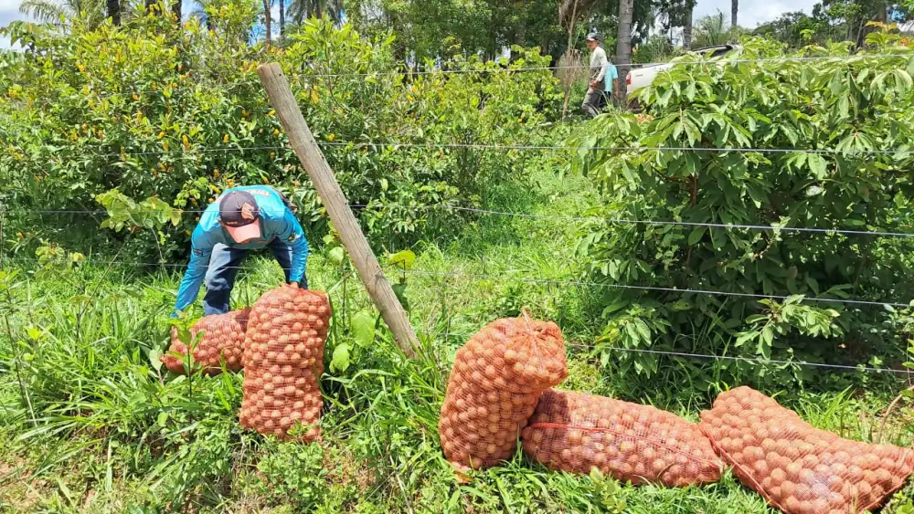 Macaúba: o ‘combustível do futuro’ ganha centro de tecnologia em Montes Claros com presença de Lula 