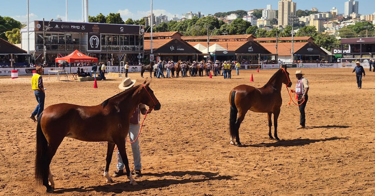 Mangalarga Marchador vai incentivar a certificação em bem-estar animal na cadeia equídea