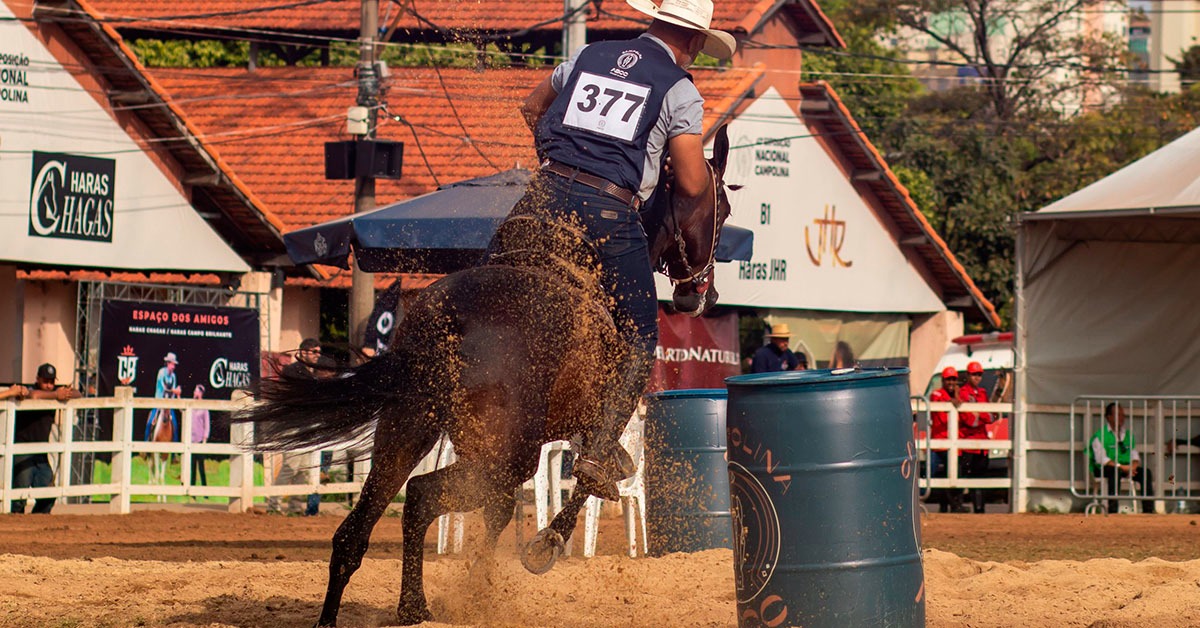 Exposição Nacional do Cavalo Campolina vai premiar os melhores da raça em Belo Horizonte