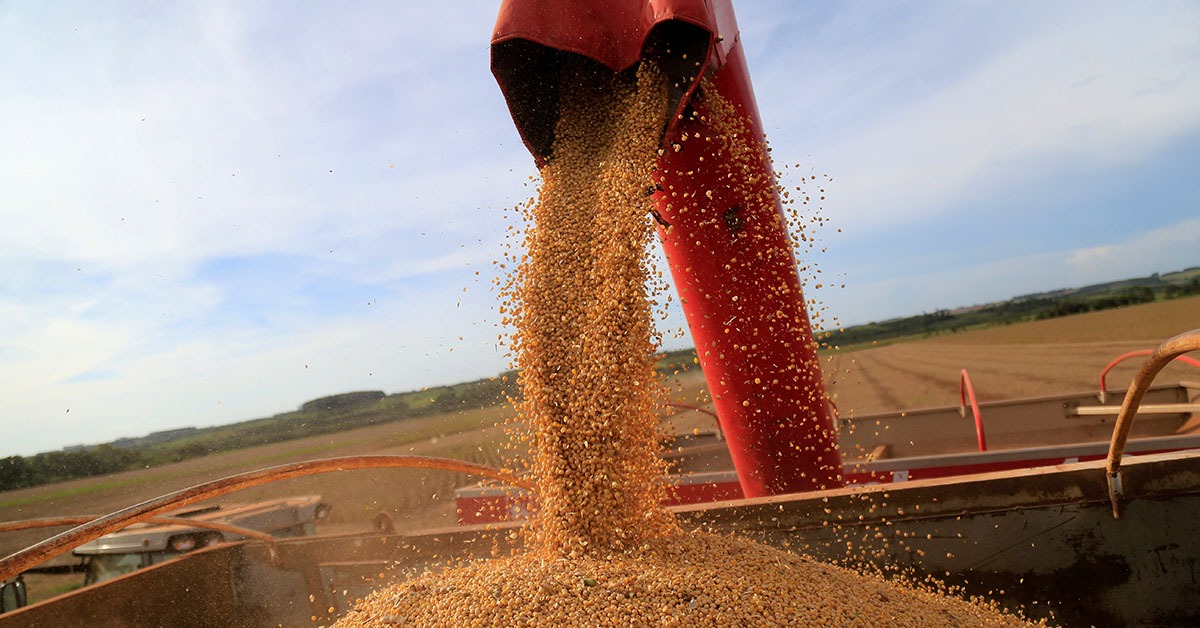 Exportações da soja de Minas para China sobem 185% em setembro após crise com EUA