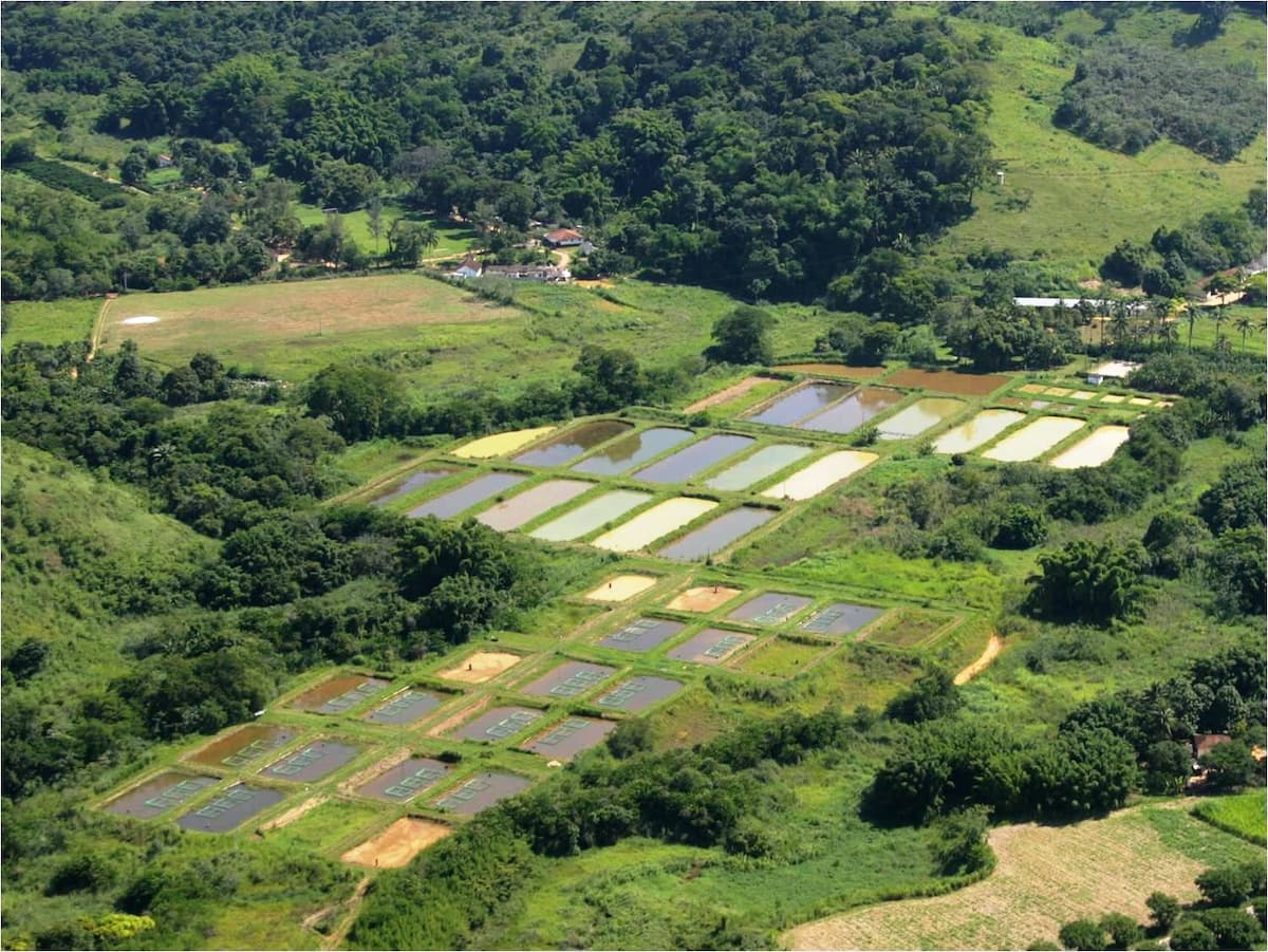 Epamig impulsiona pesquisas em piscicultura com nova estrutura em Felixlândia 