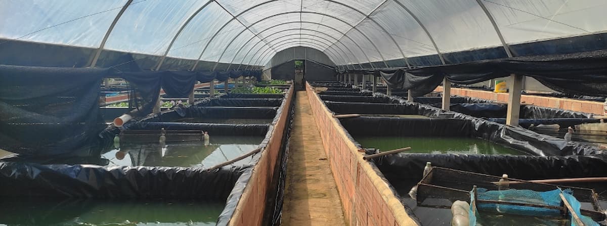 Nova legislação de certificação amplia mercados para a piscicultura ornamental mineira