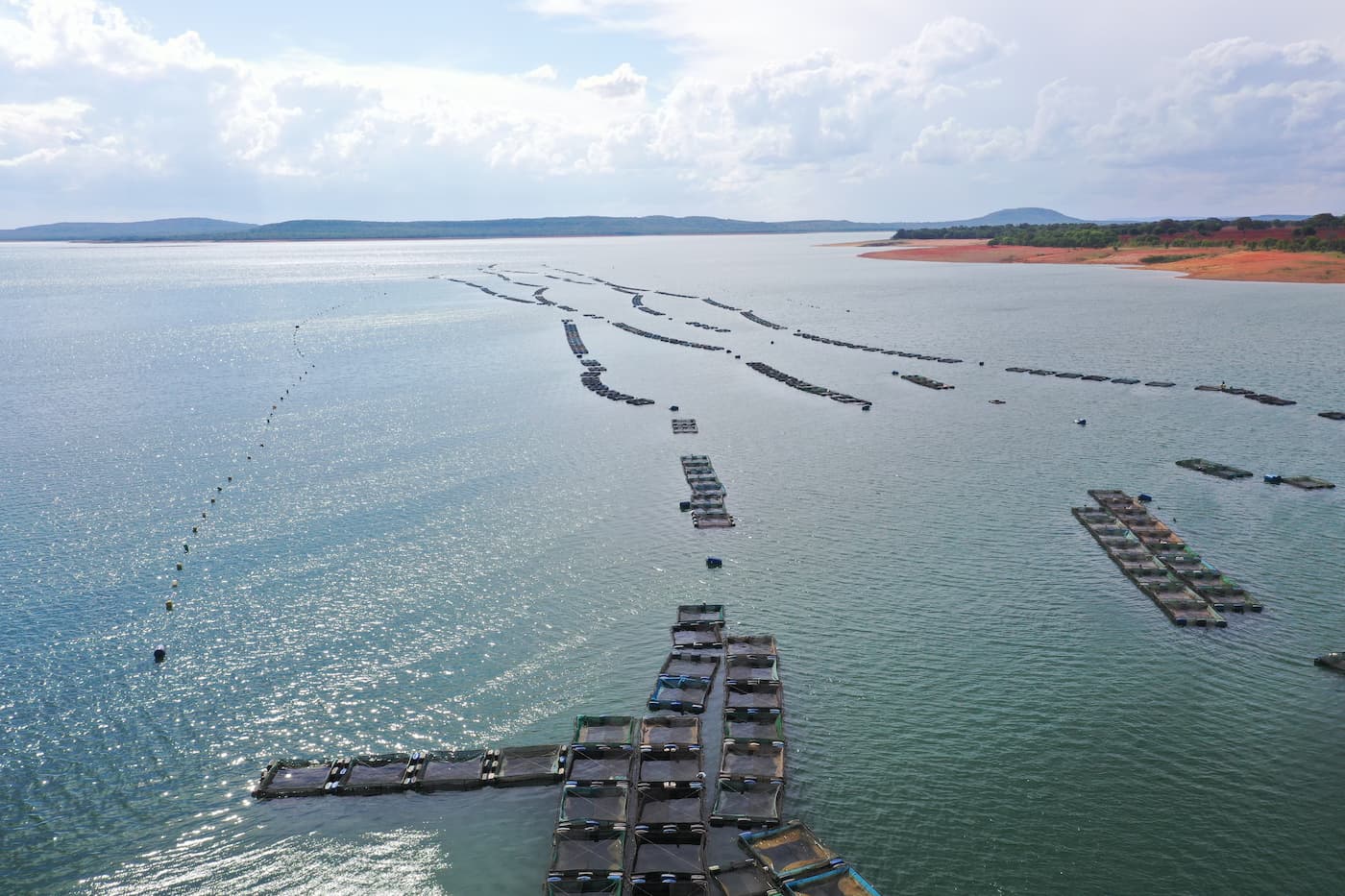 União de empresas fortalece mercado de pescados em Minas