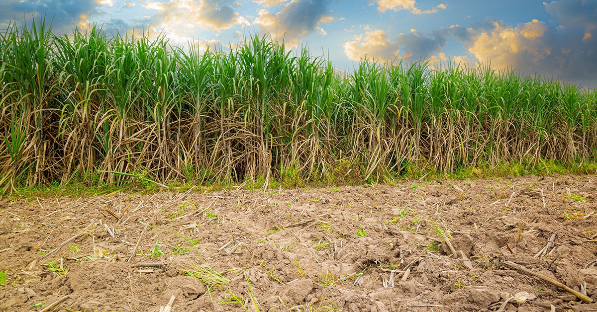 Valor da produção agrícola cresce em Minas Gerais e recua no Brasil