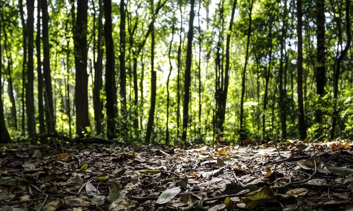 Produção florestal do País cresce 16,7% e chega a R$ 44,3 bi em 2024