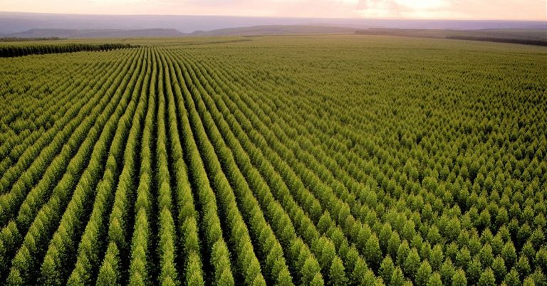 Indústria florestal de Minas Gerais impulsiona economia verde