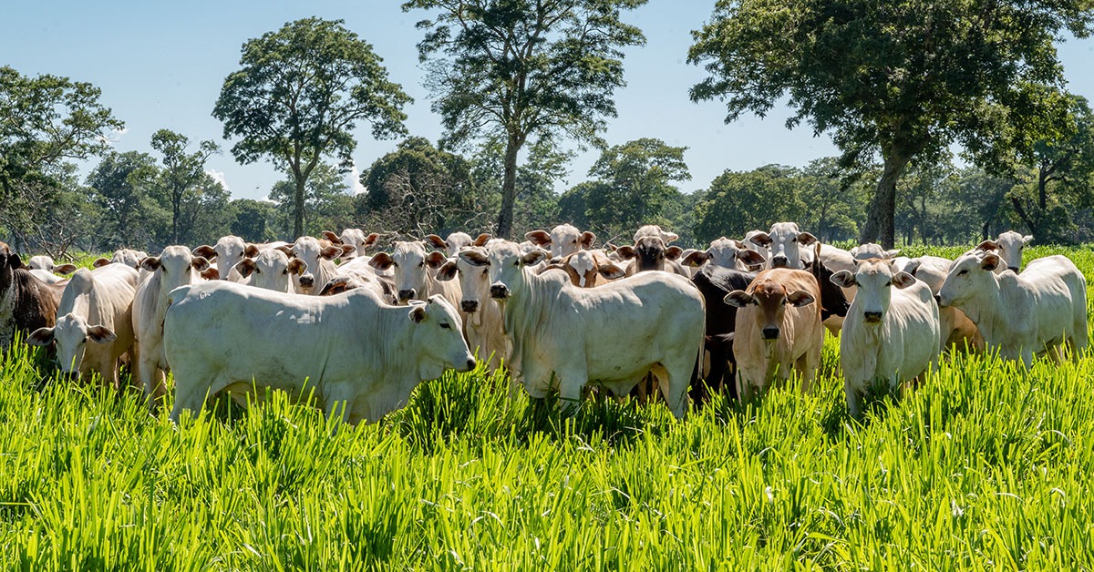 Reduzir emissões de metano na pecuária exige produtividade e bem-estar animal, diz estudo