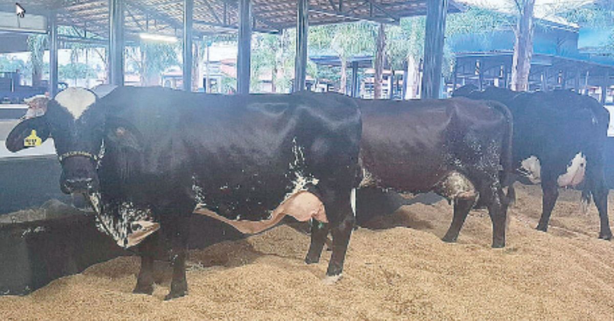 3ª Expoleite recebe primeiros animais Girolando