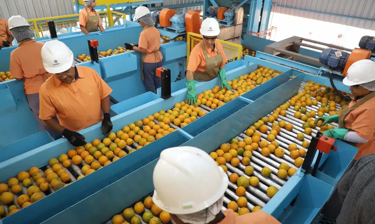 exportação de laranjas