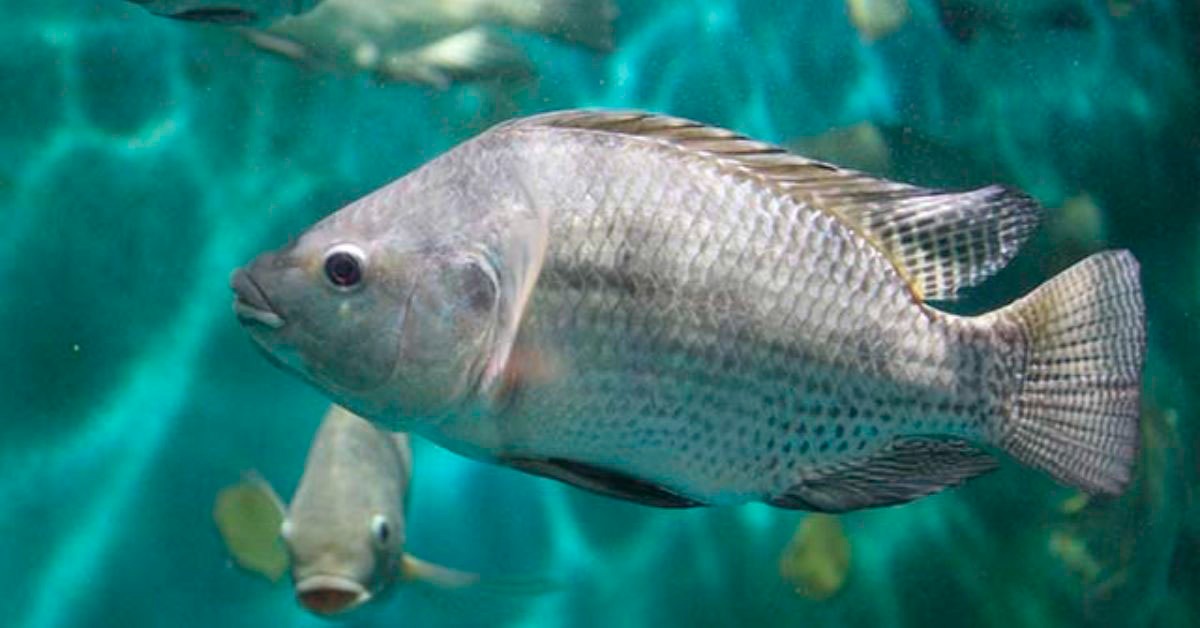 GTM Alimentos verticaliza produção de pescados em Minas Gerais