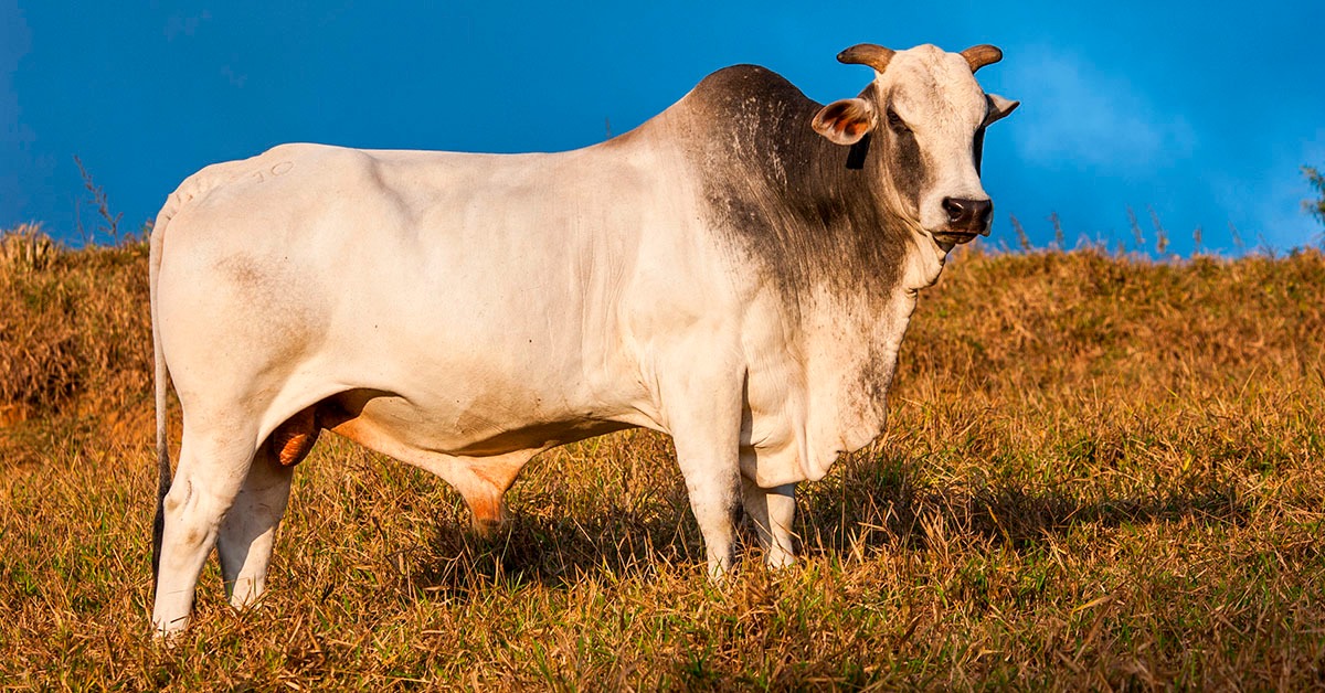 Produzindo a carne do futuro com a genética zebu pura melhoradora