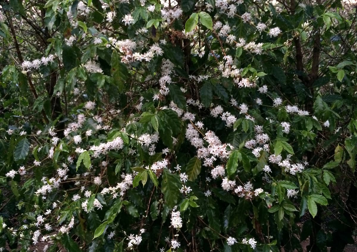 Café de MG vê floradas para safra 2026 e produtores aguardam mais chuvas para pegamento