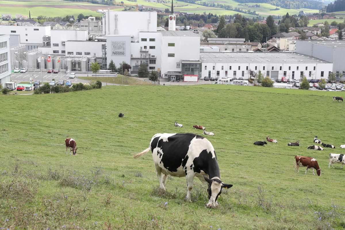 Nestlé abandona aliança global para reduzir emissões de metano provenientes da produção leiteira