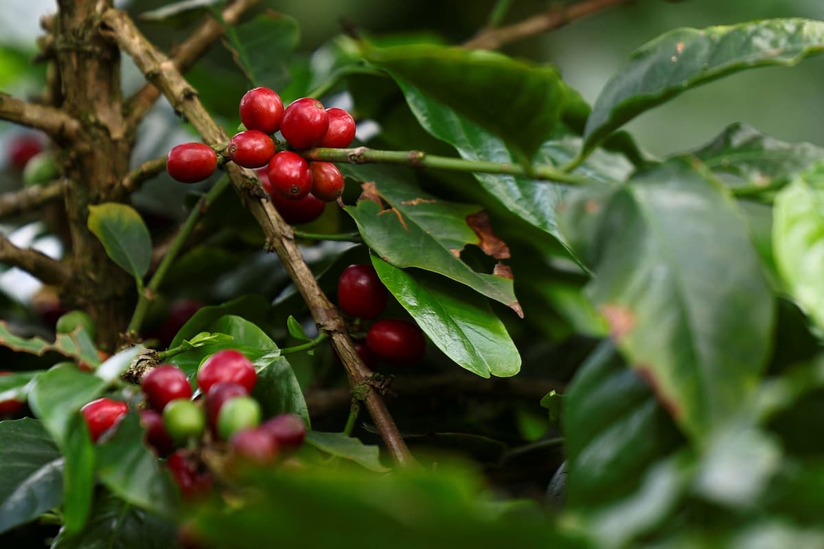 Timbro entra na exportação de café do Brasil e vê espaço para crescer