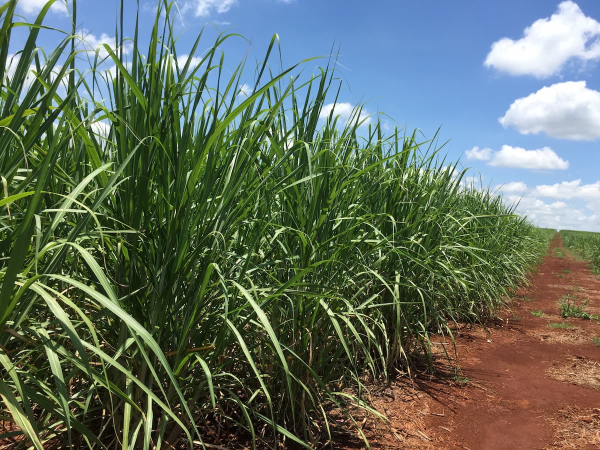 Produção de açúcar do centro-sul do Brasil pode crescer 4% em 2026/27, indica Datagro