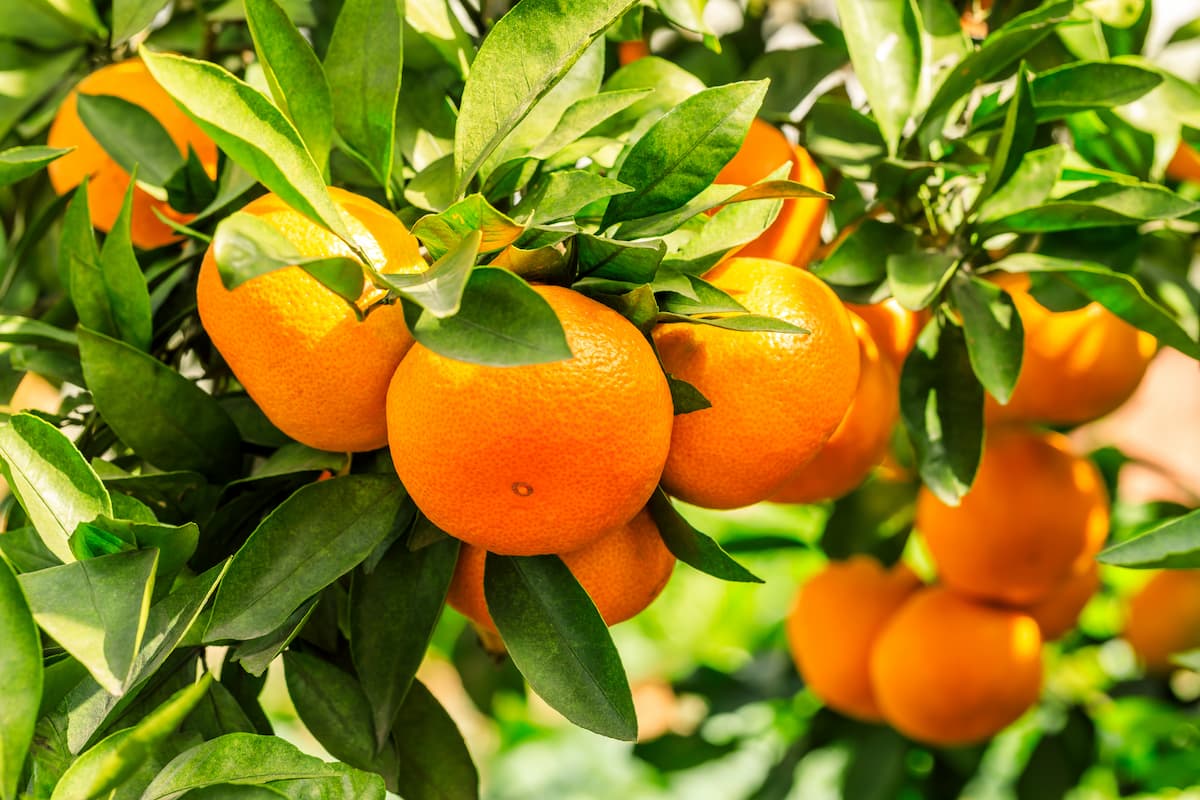 Na contramão do mercado global, exportações de suco de laranja para os EUA crescem