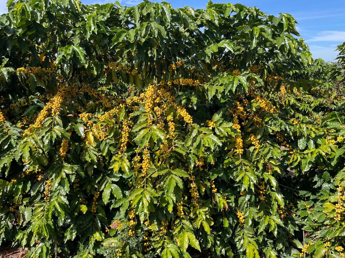 Epamig lança nova cultivar de arábica ‘Amarelão’ durante programação da Semana Internacional do Café