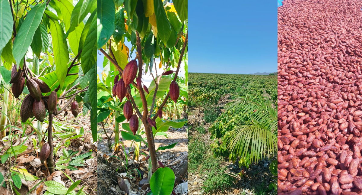 Produção Cacau Norte de Minas