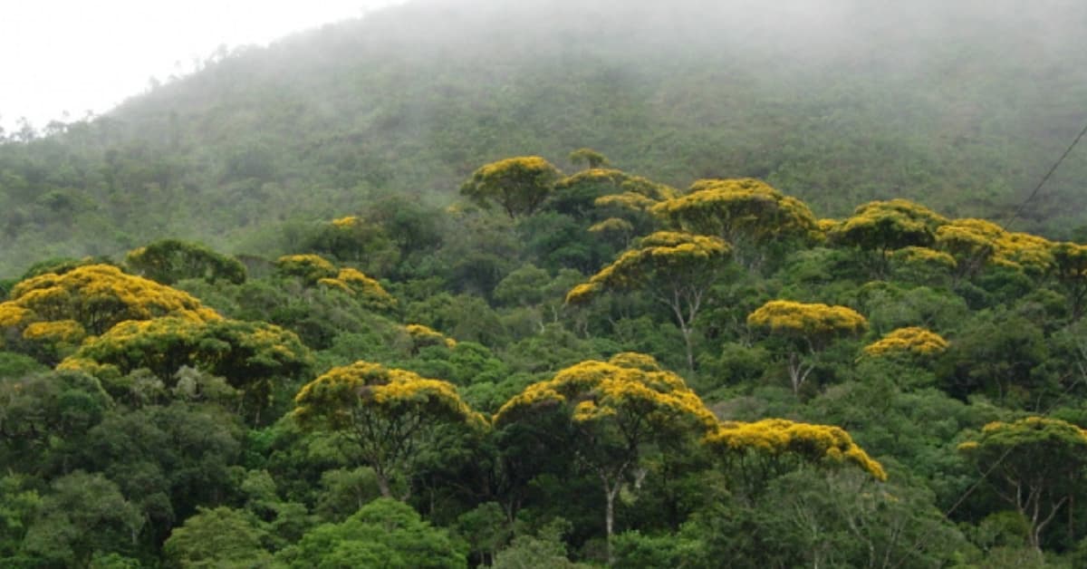 Parque Estadual da Serra do Brigadeiro