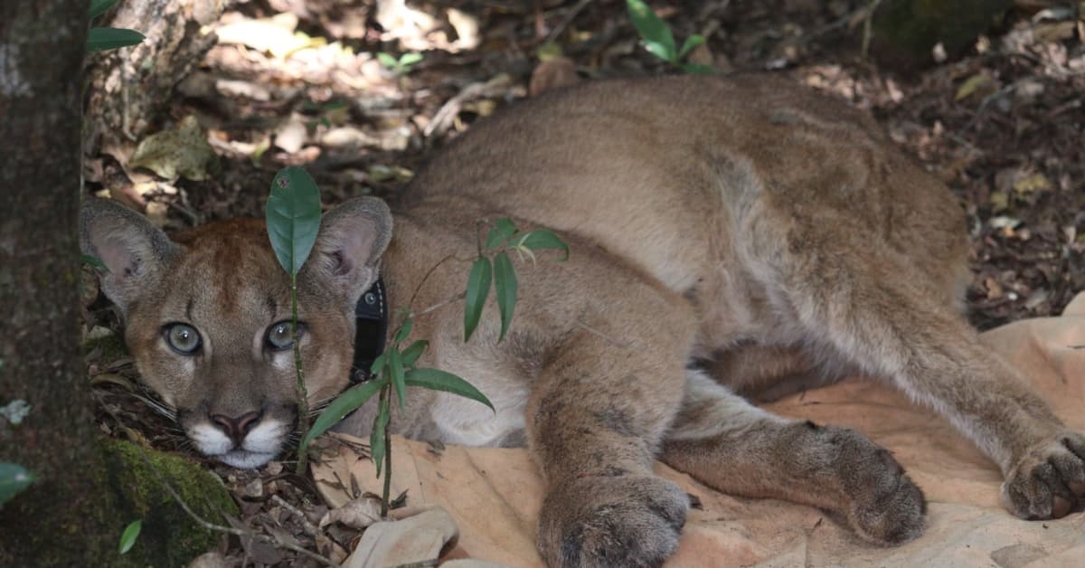 Conheça o sistema de monitoramento de animais silvestres no Parque do Rola-Moça, em Minas