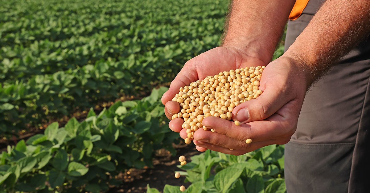Semente de soja