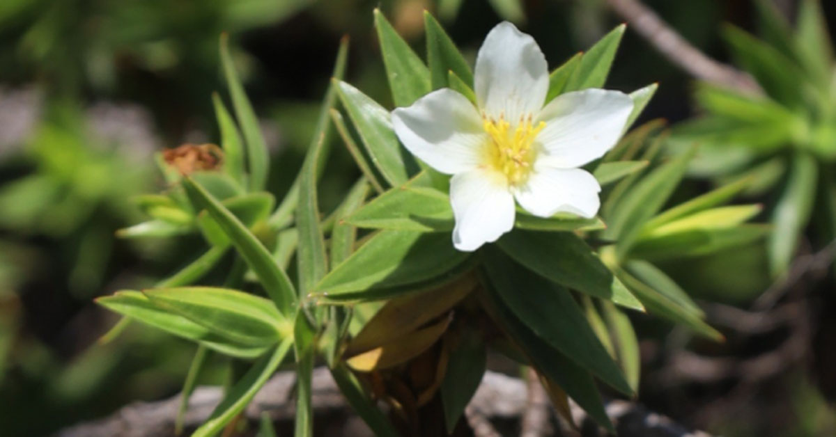 Quatro novas espécies de plantas são descobertas na Serra do Espinhaço