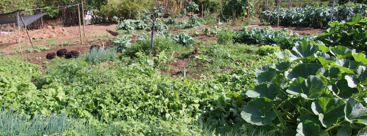 Hortas circulares são alternativa de renda para agricultores familiares em Minas Gerais