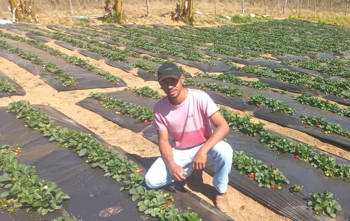 Programa Futuro no Campo incentiva jovem produtor a iniciar cultivo de morangos em Seritinga