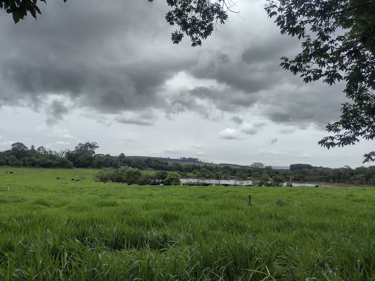 Epamig orienta sobre planejamento forrageiro no período de chuvas