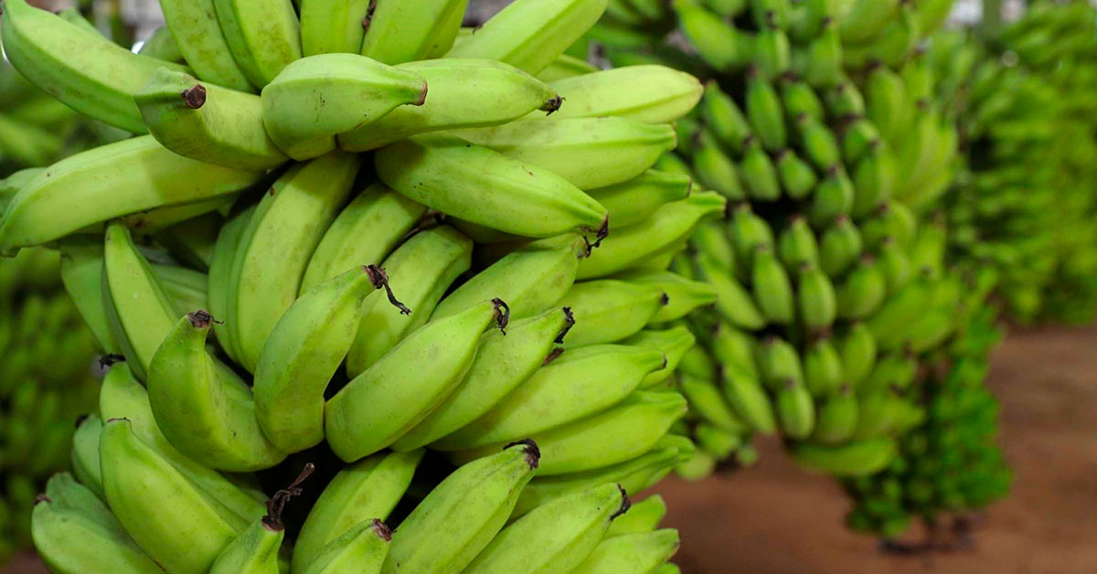 Circuito Frutifica discute bananicultura no Sul de Minas