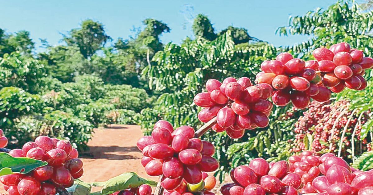 Brasil se aproxima da liderança mundial em café robusta