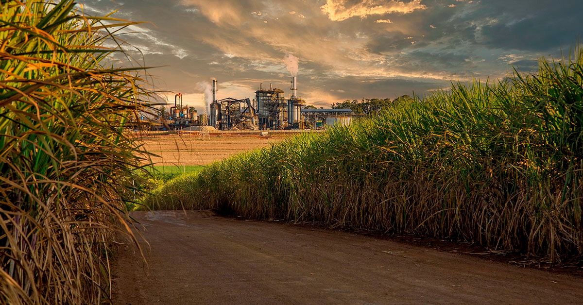 Com queda de 4,5% na produção, encerramento da safra de cana-de-açúcar é antecipado