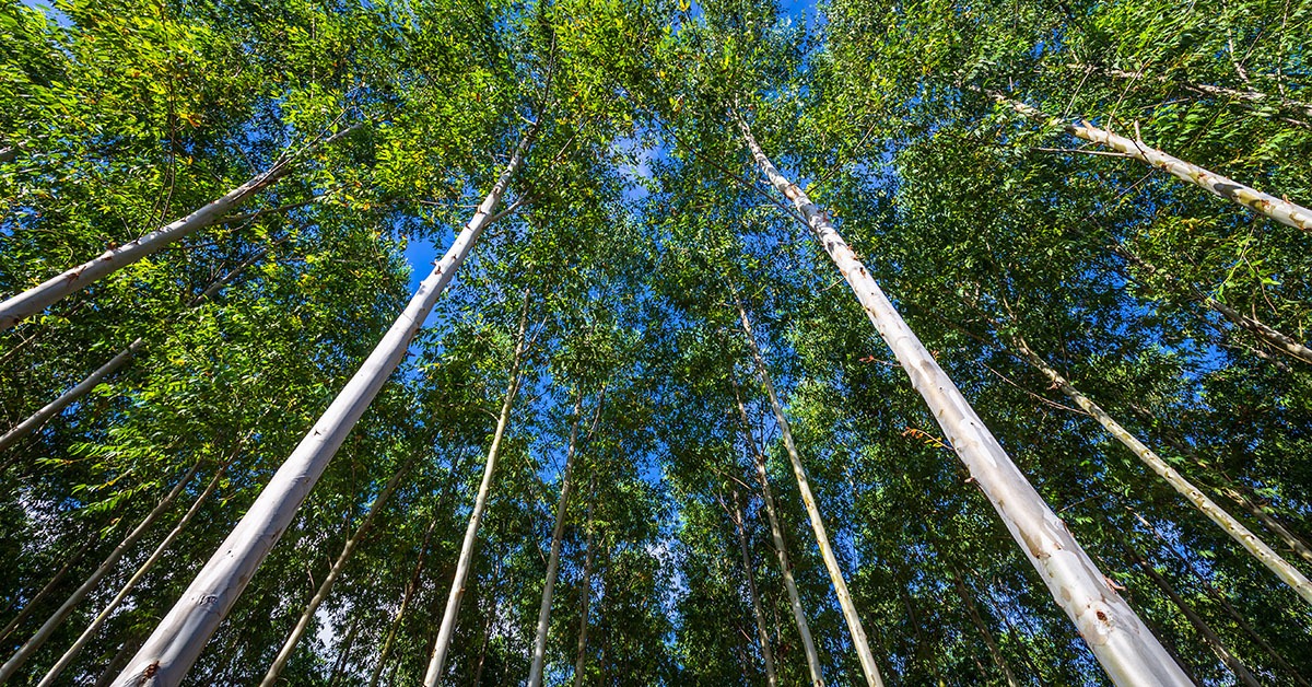 Minas Gerais mantém liderança no valor da produção florestal