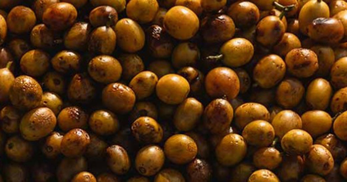 Cafeicultor de Minas Gerais é eleito primeira lenda mundial do café especial do Brasil