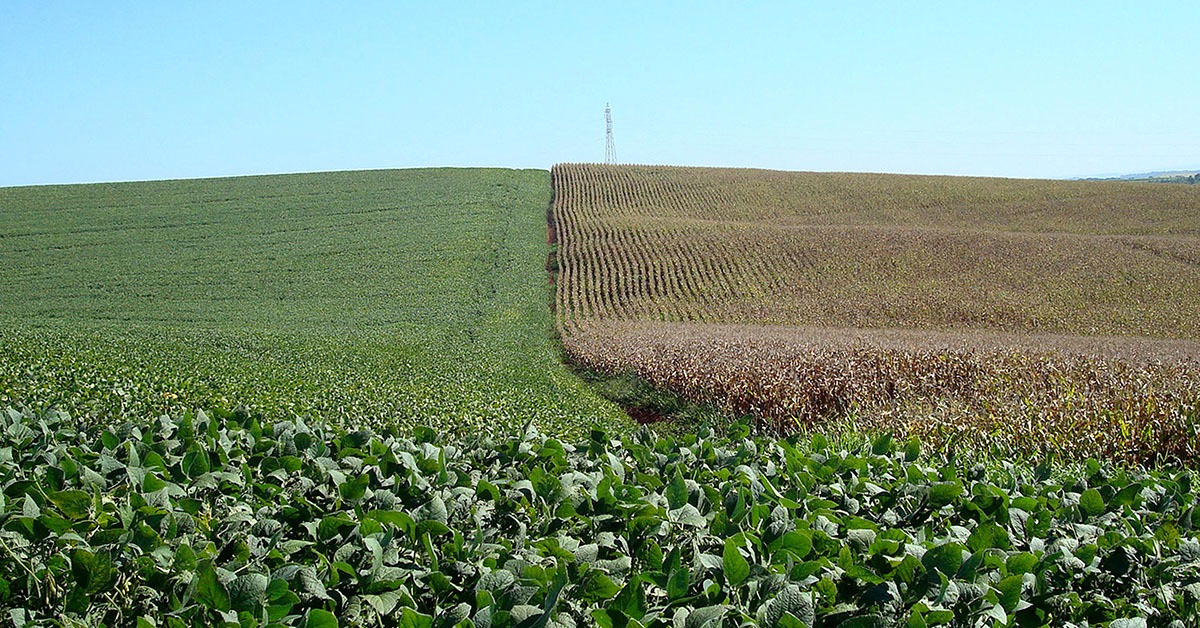 Juros altos, endividamento e atrasos provocam queda na demanda pelo crédito rural em Minas