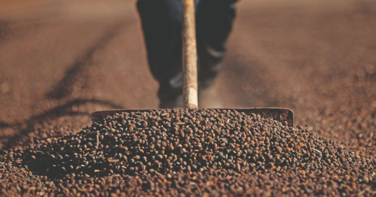 Valor Bruto da Produção do agronegócio mineiro pode alcançar R$ 168,6 bi
