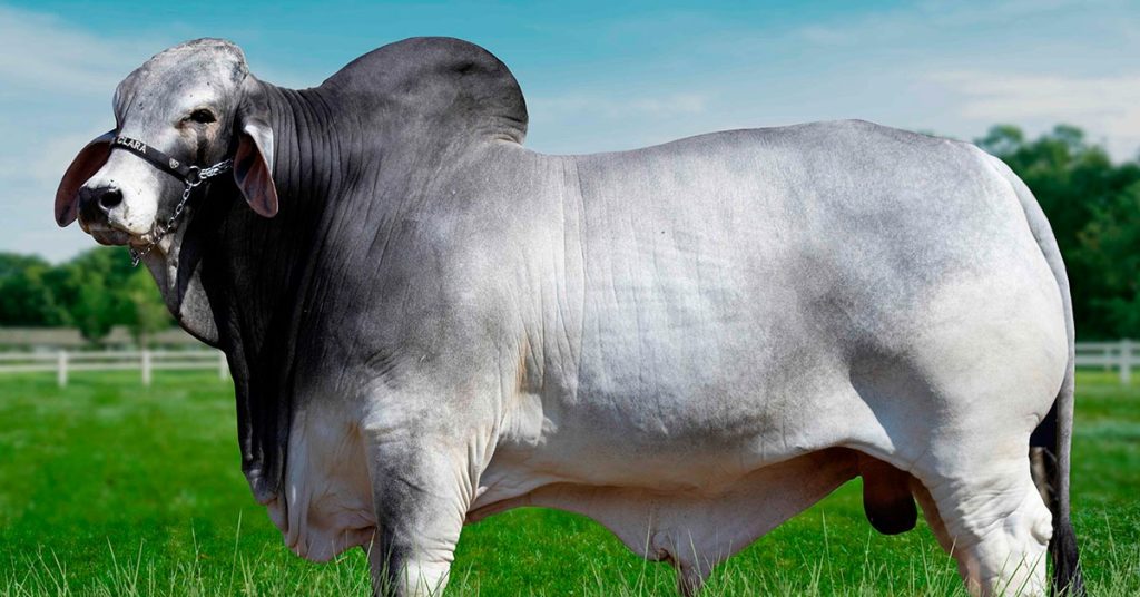Touro Brahman