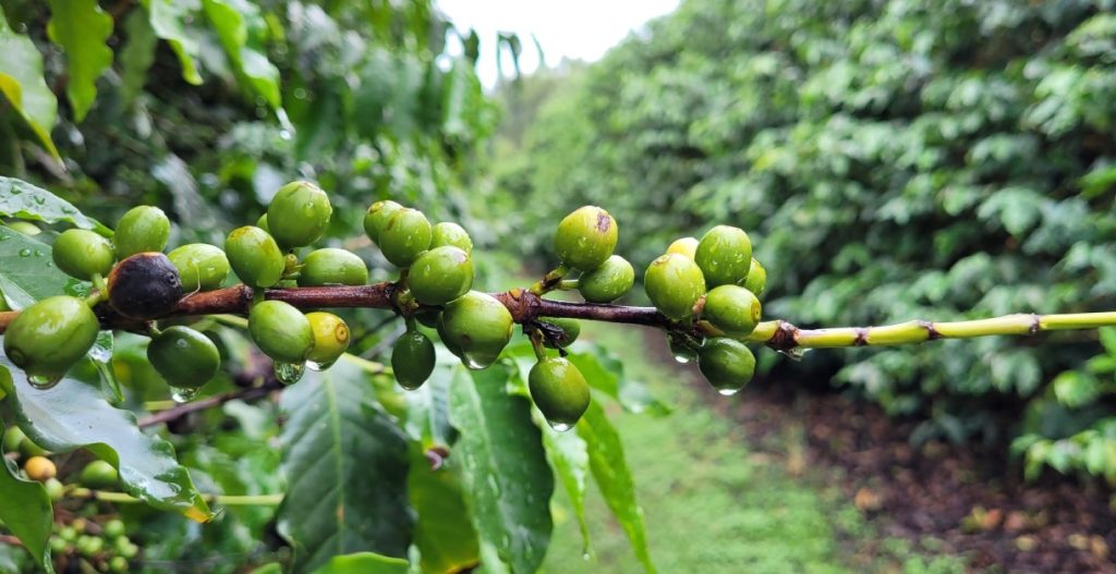 Plantação de Café. Certifica Minas