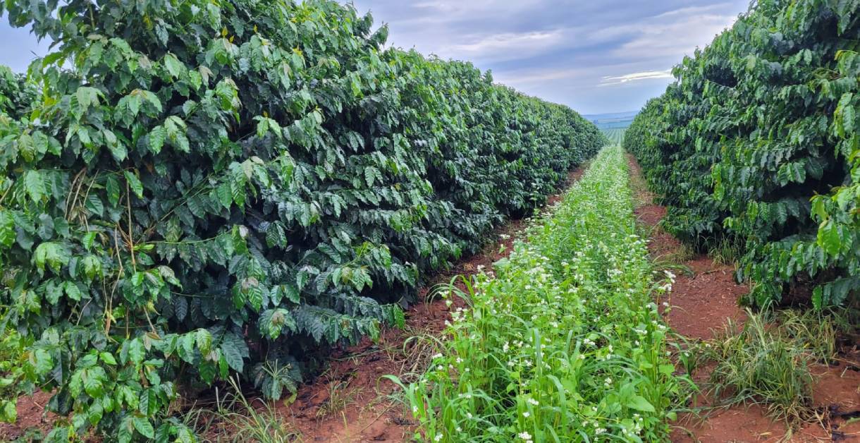Agricultura regenerativa passa a integrar o Programa Certifica Minas