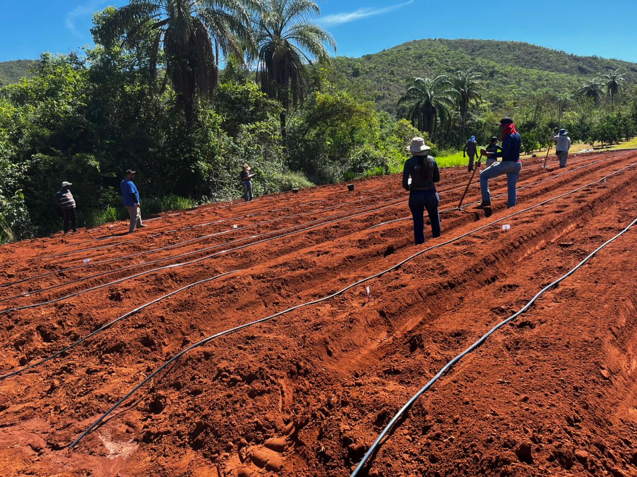 Projeto fortalece produção agropecuária no Norte de Minas e Vales do Jequitinhonha e Mucuri