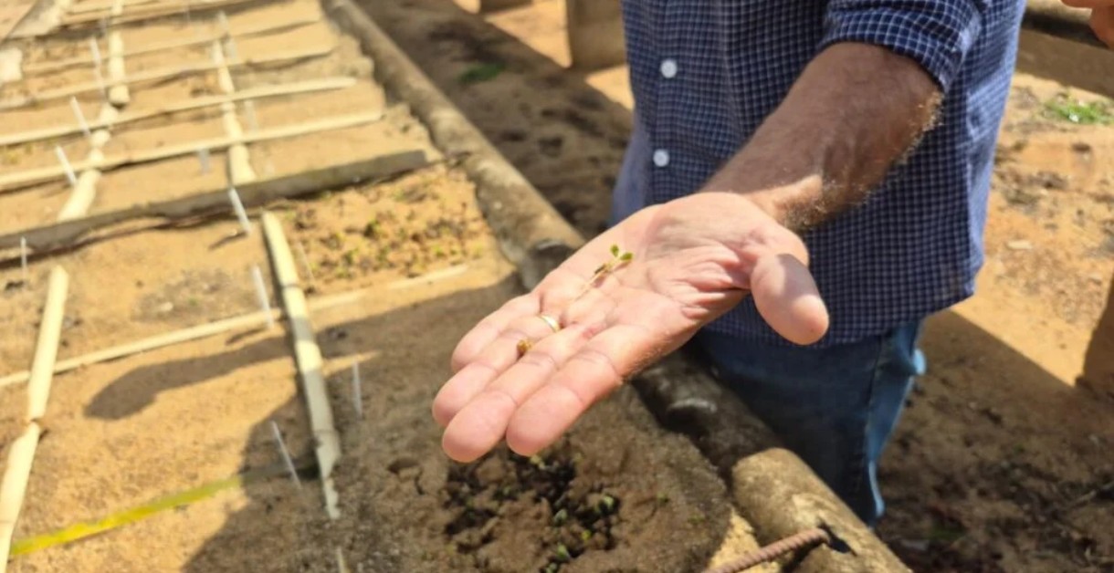 Pesquisa da UFLA aposta em espécies nativas para reduzir dependência de eucalipto e pinus