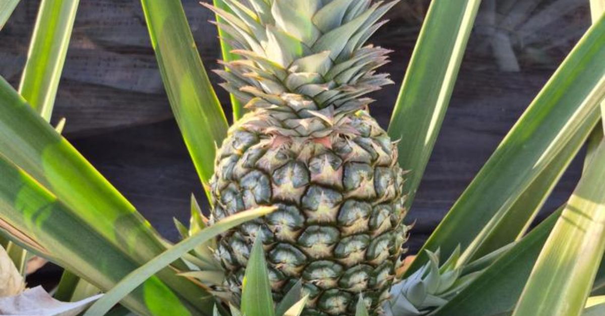 Variedades de abacaxis são lançadas no Triângulo Mineiro