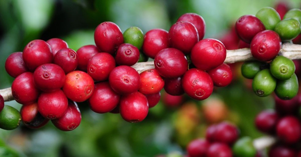 Tarifa de 40% mantida pelos EUA sobre o café e carne inviabiliza embarques e pode causar perdas de mercado irreversíveis